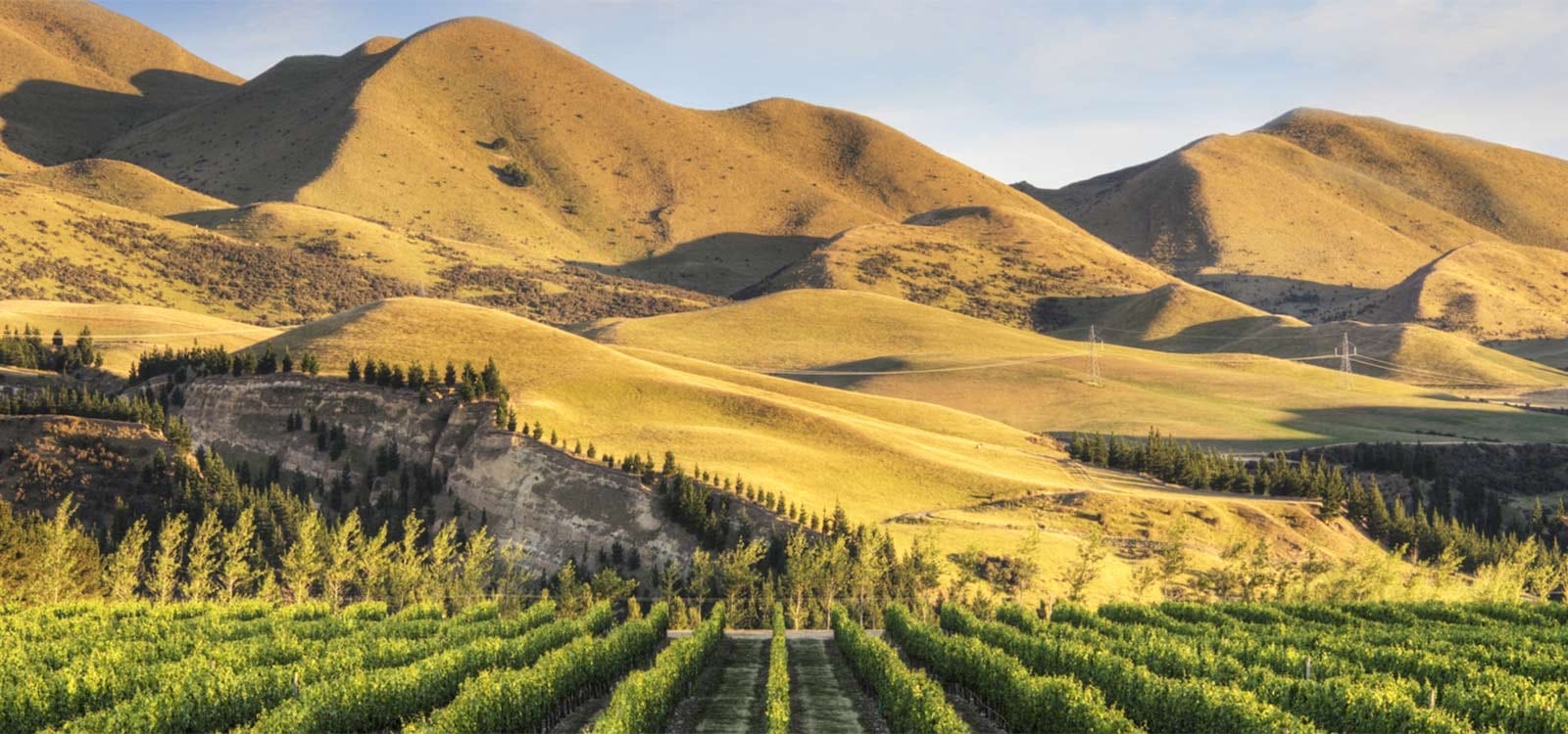 Golden hills above a vineyard in New Zealand